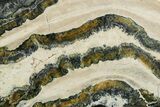 Mammoth Molar Slice With Case - South Carolina #349980-2